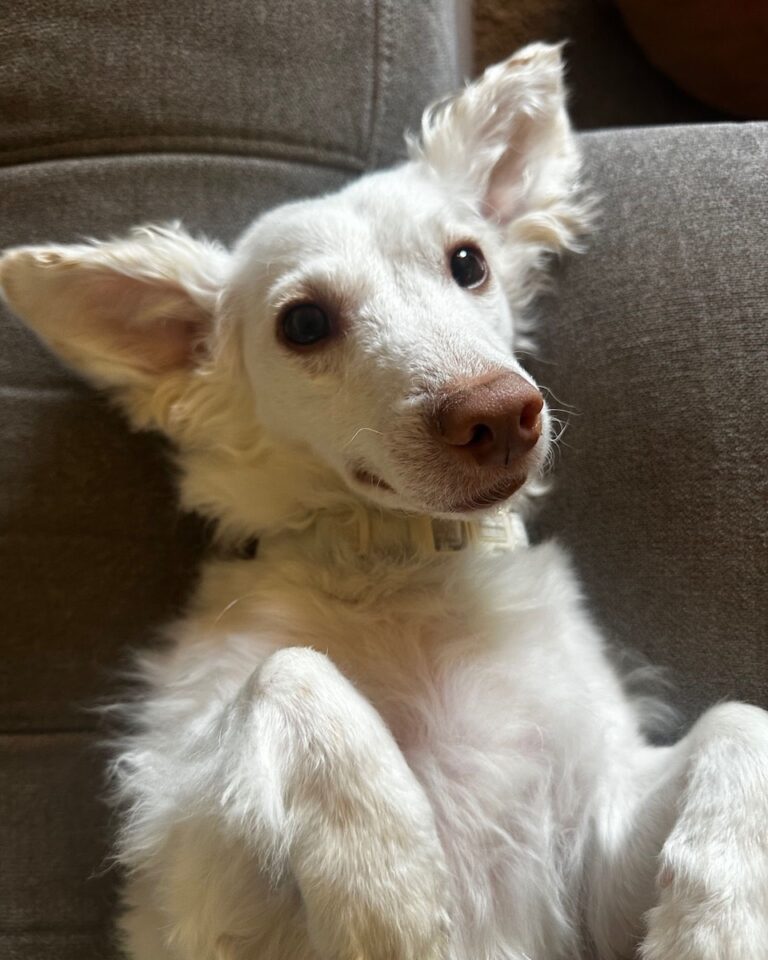Albert