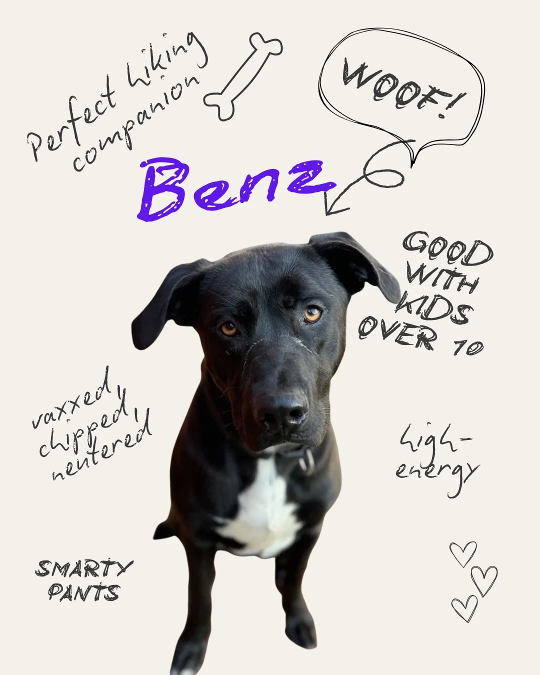 Benz the Dog