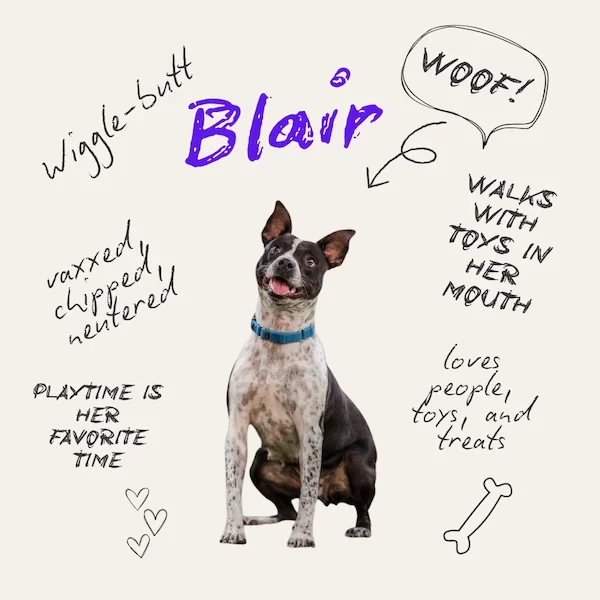 Blair the Dog (1000 x 1000 px)