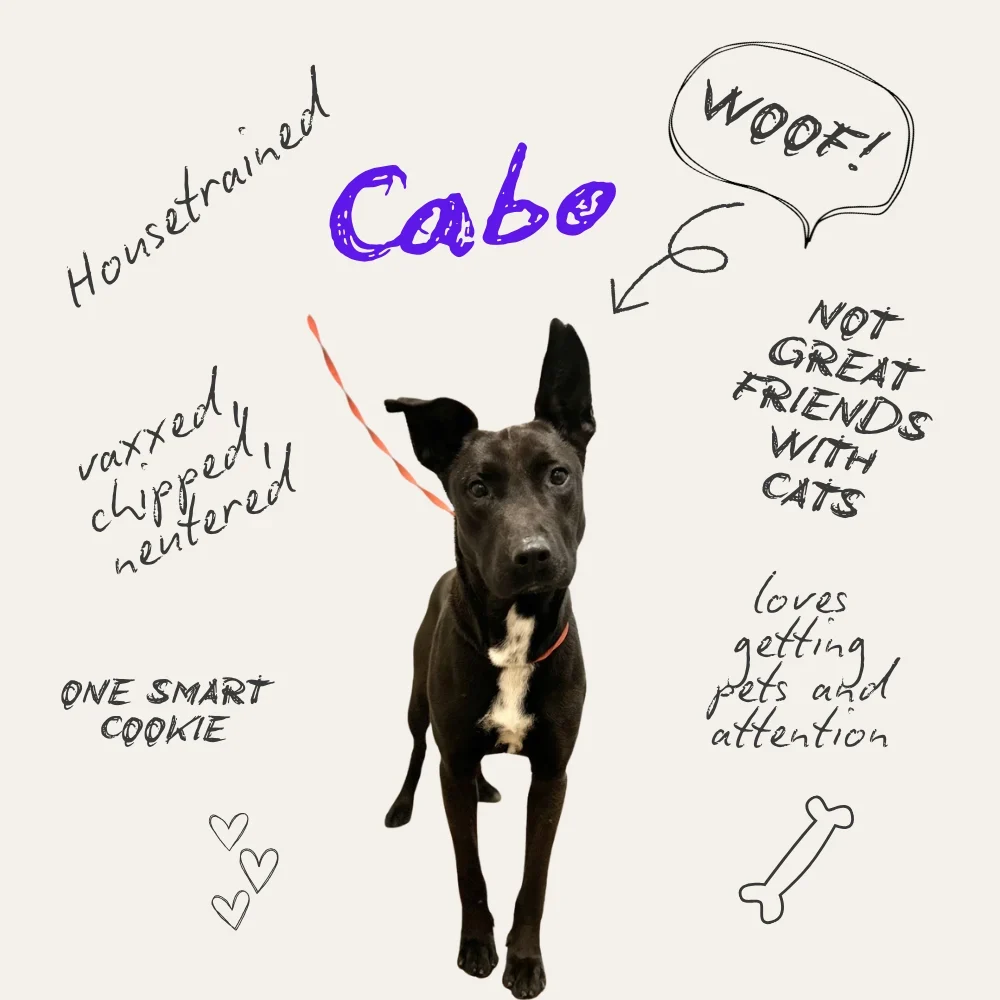 Cabo the Dog (1000 x 1000 px)