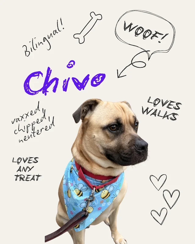Chivo the Dog