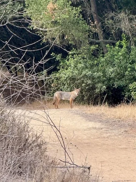 Coyote Oceanic deer93