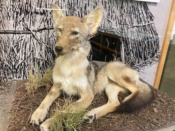 Coyote Pup Friends of Tecolote Canyon