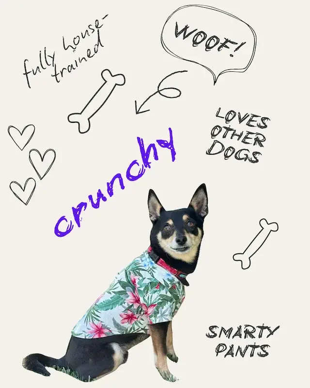 Crunchy the Dog