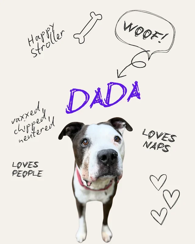 Dada the Dog