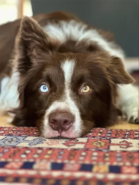Dash The Dog