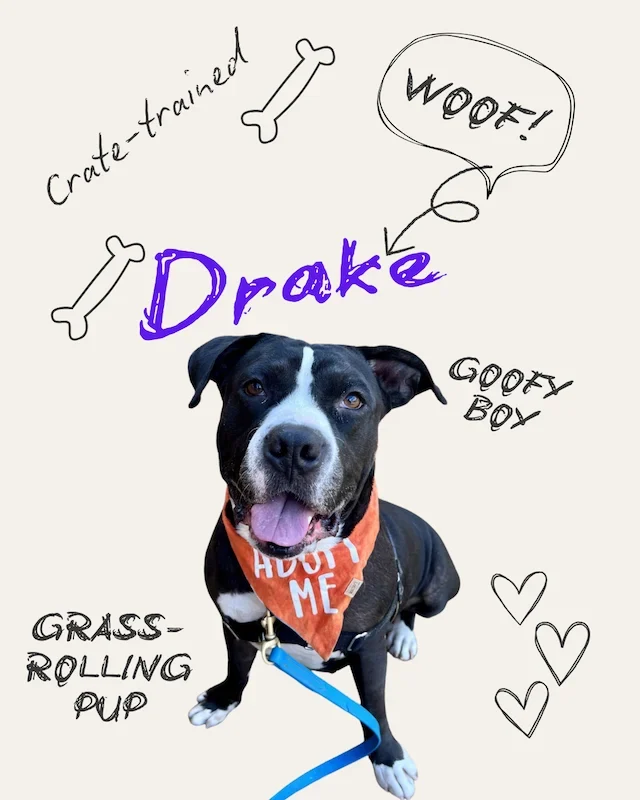 Drake the Dog