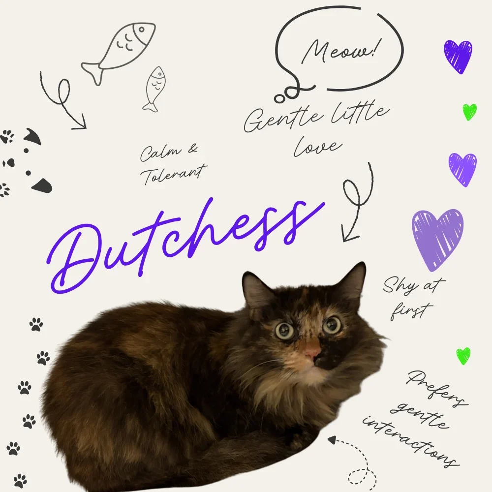 Dutchess the cat 04 16