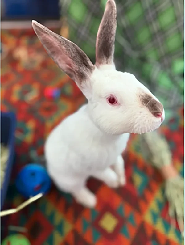 Enzo The Bunny