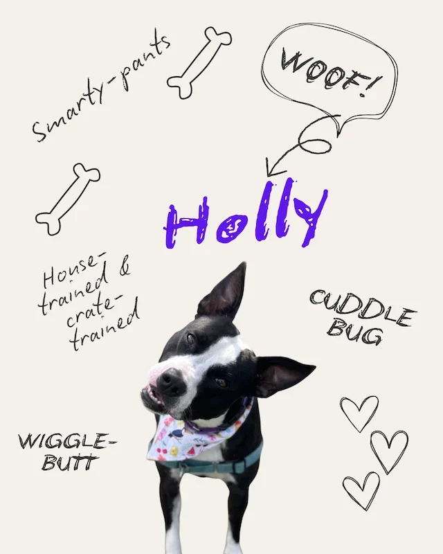 Holly the Dog