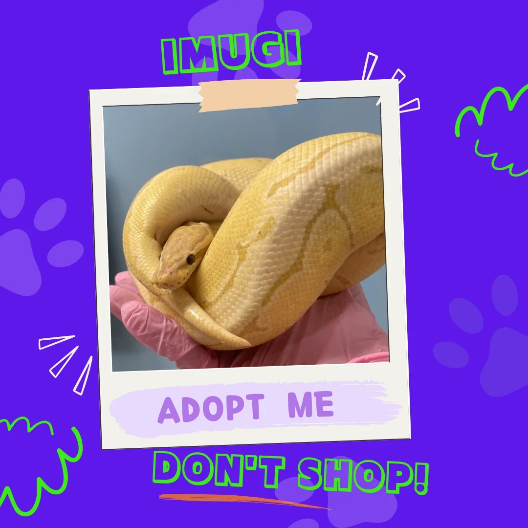 Imugi the python