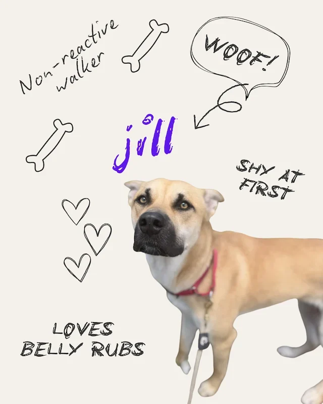 Jill the Dog