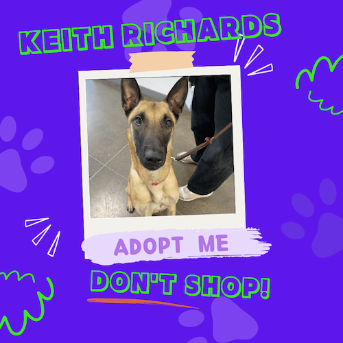 Keith Richards the dog