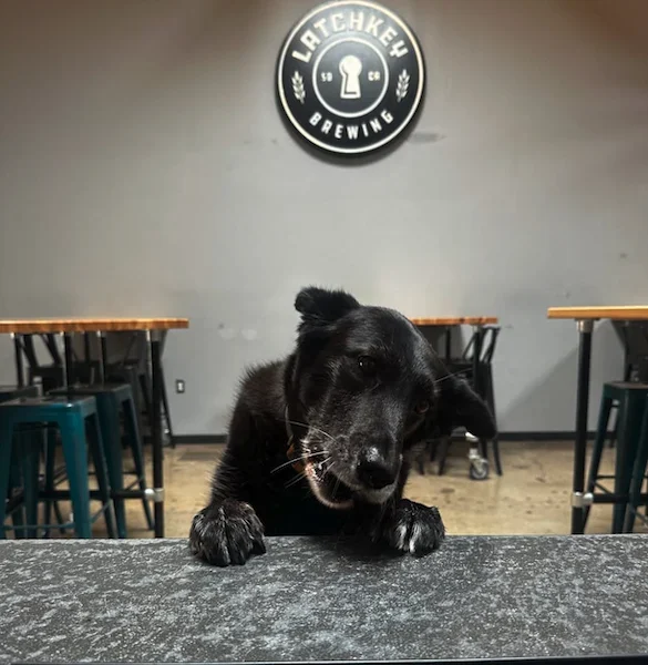 Latchkey Brewery dog