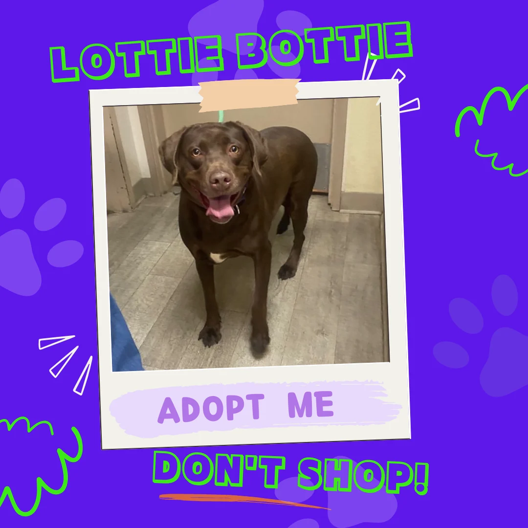 Lottie Bottie the dog