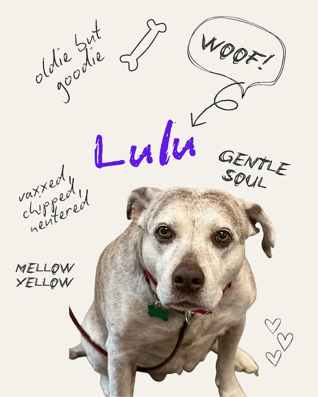Lulu the Dog