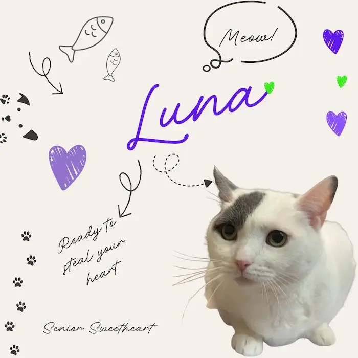 Luna the cat 08 06
