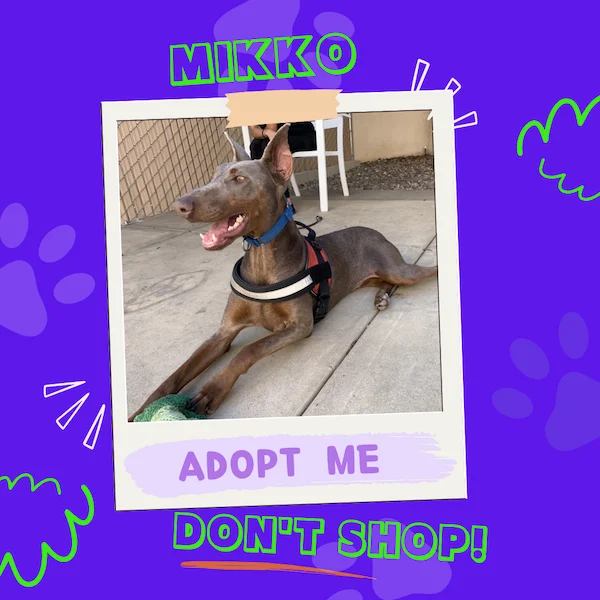 Mikko the dog