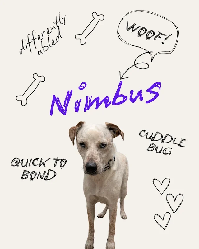 Nimbus the Dog