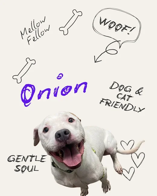 Onion the Dog