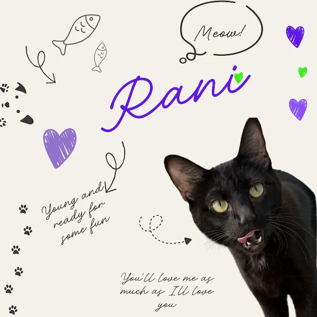 Rani the cat 04 30