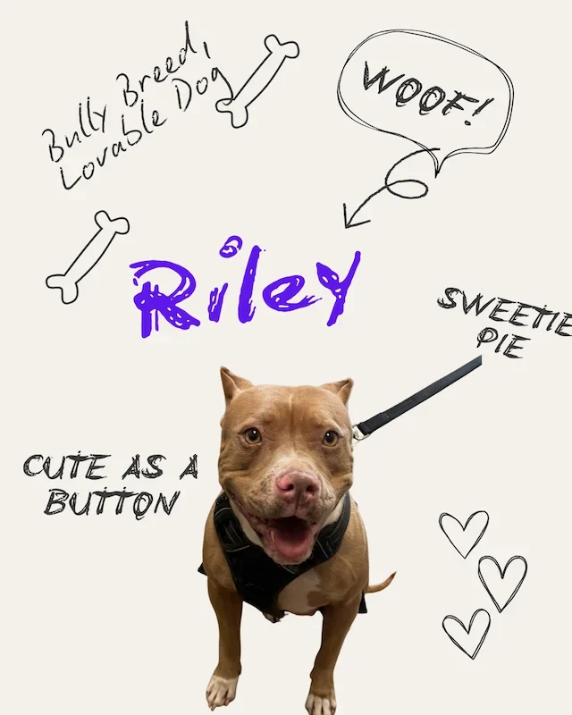 Riley the Dog