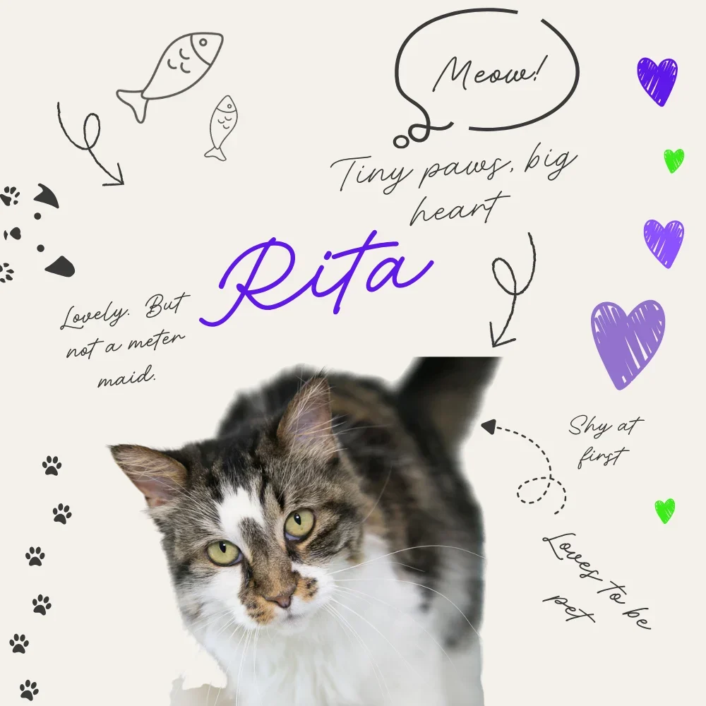 Rita the cat 4 2