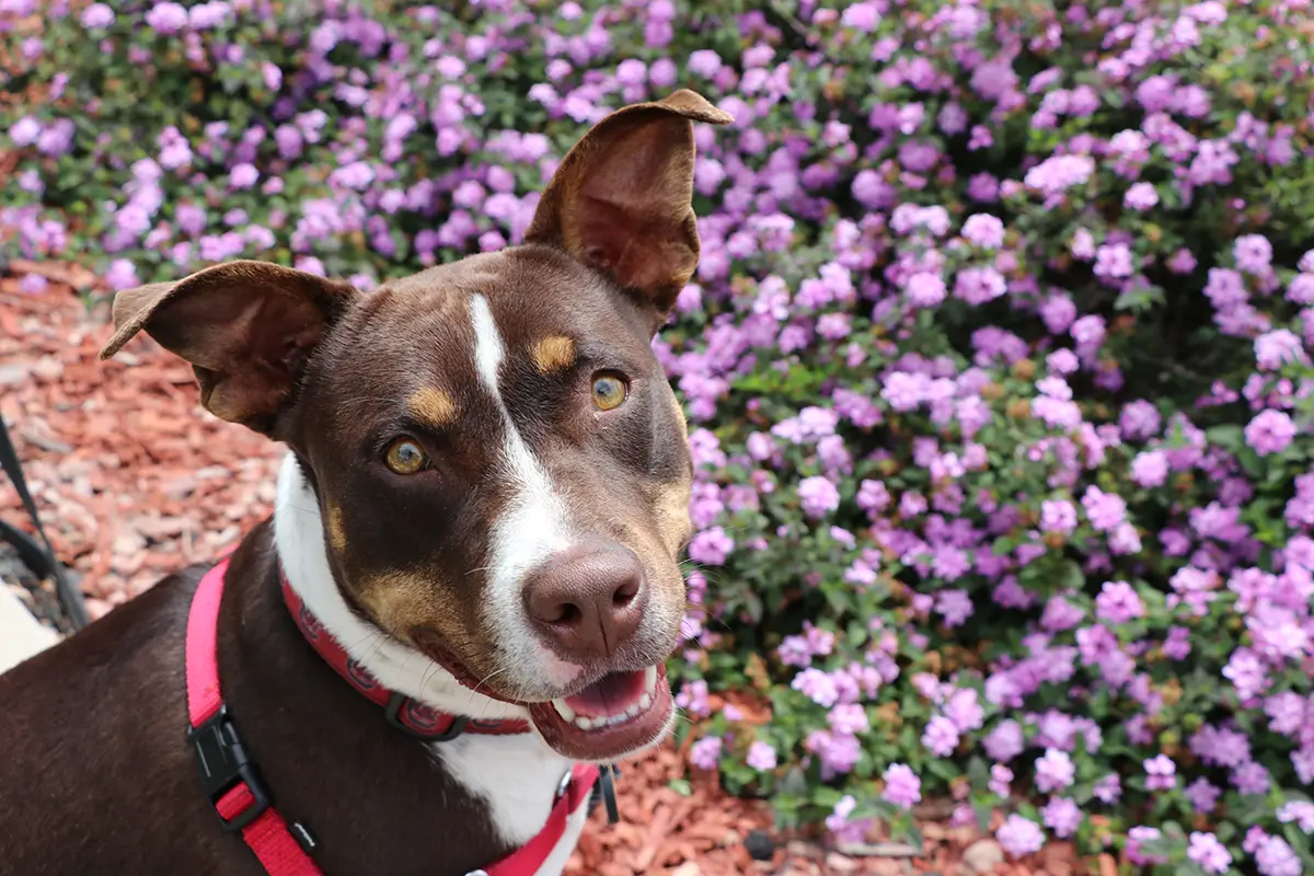 Ruthie the dog surrounded by purple flowers