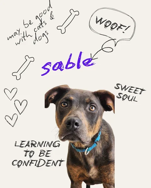 Sable the Dog