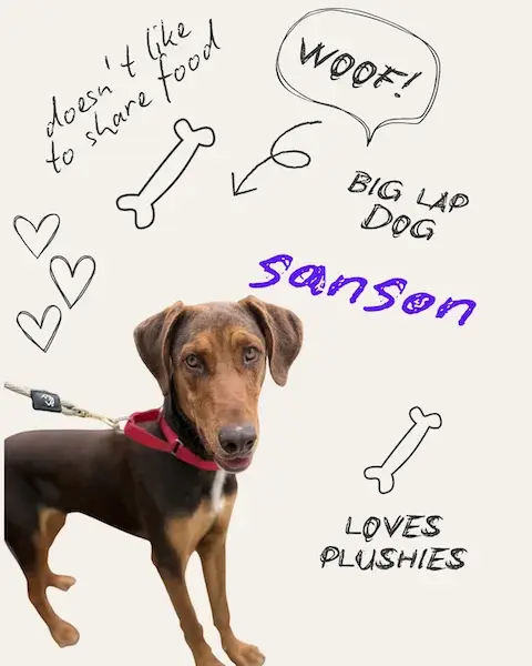 Sanson the Dog
