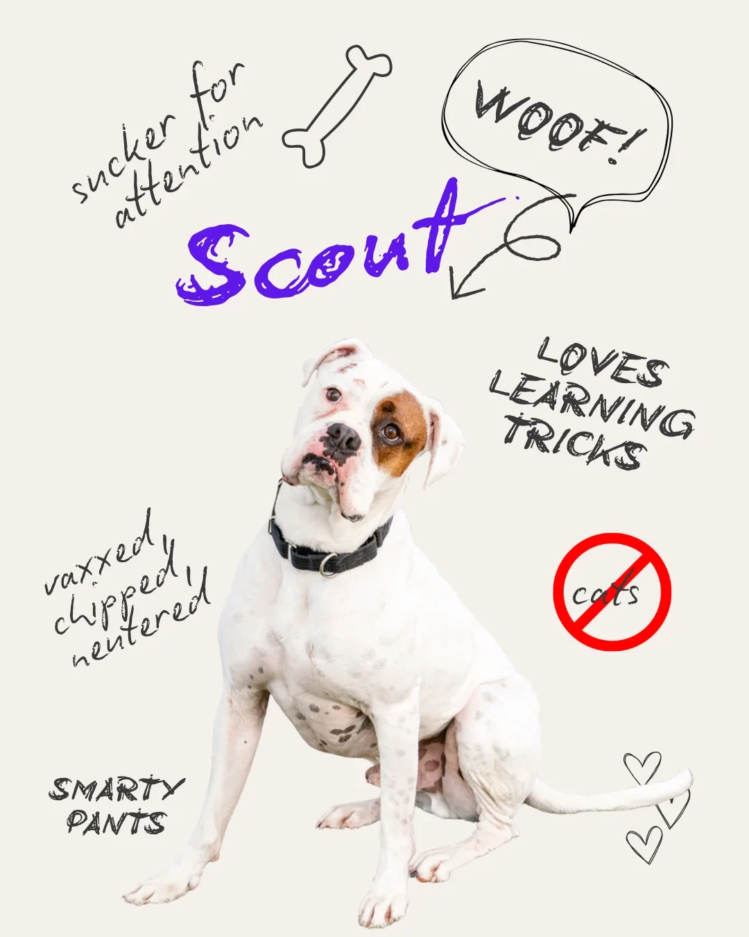 Scout the Dog