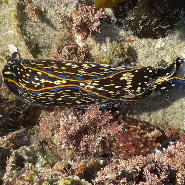 Screenshot 2024 11 17 at 8.58.10 pm