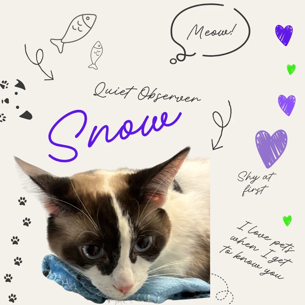 Snow the cat 04 30