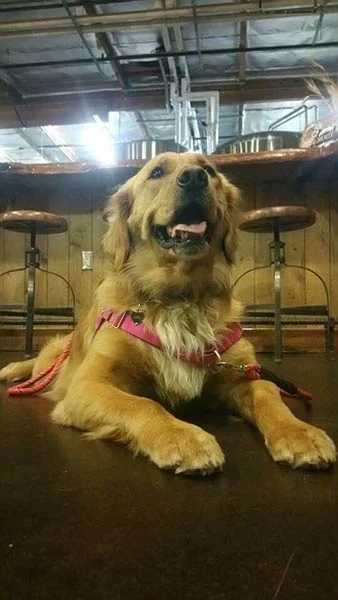 Societe golden retriever