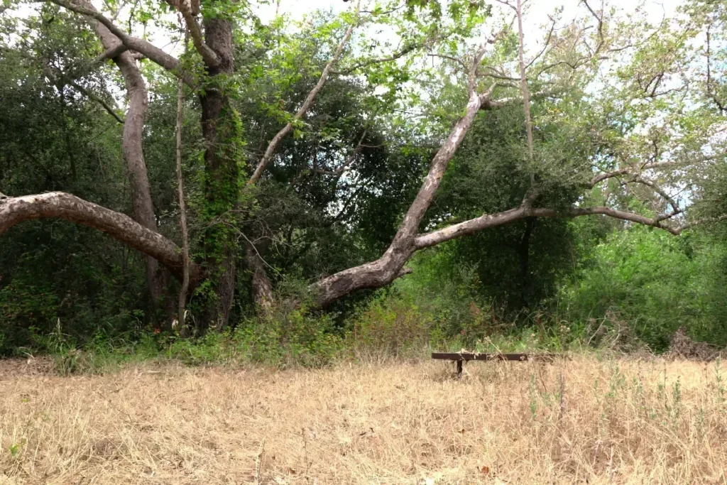 Trees And Bench