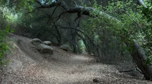 Trees On Trail