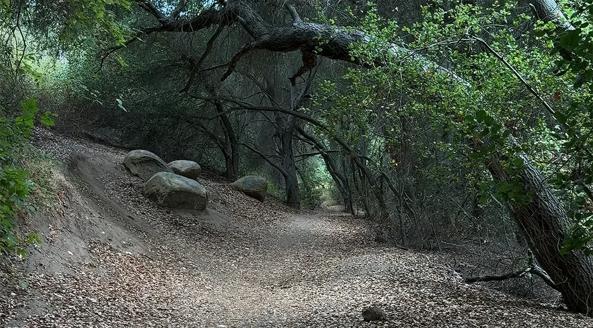 Trees On Trail