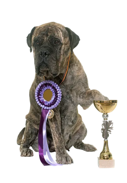 Bull mastiff cup