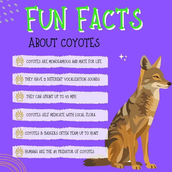 Coyote facts