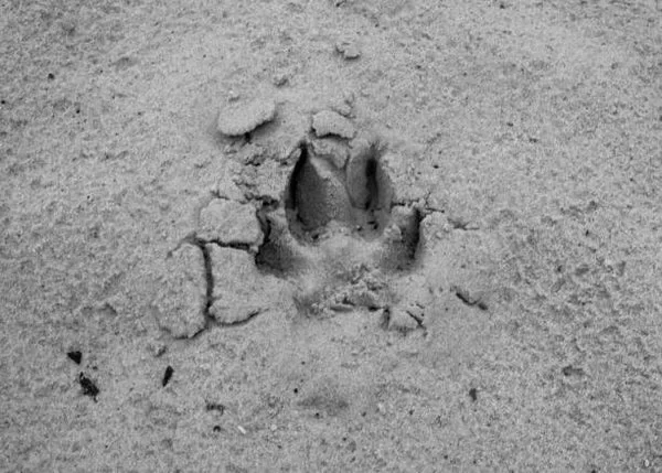 Coyote tracks