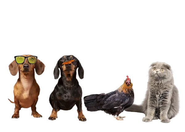 Cute animals group no background