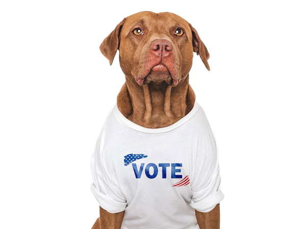 Dog in vote shirt
