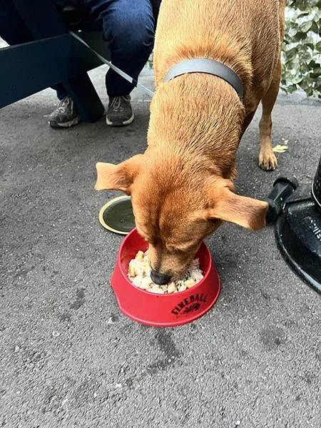 Dog on patio bay hill