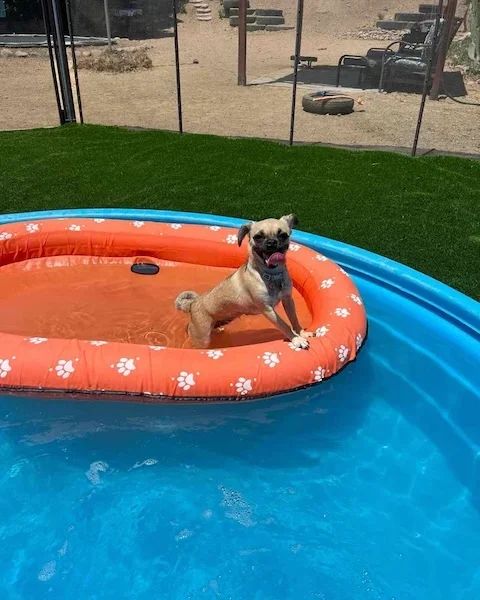 Dog pool party