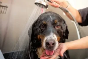 Bernese Mountain Dog having a grooming session bath