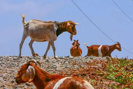 Goats