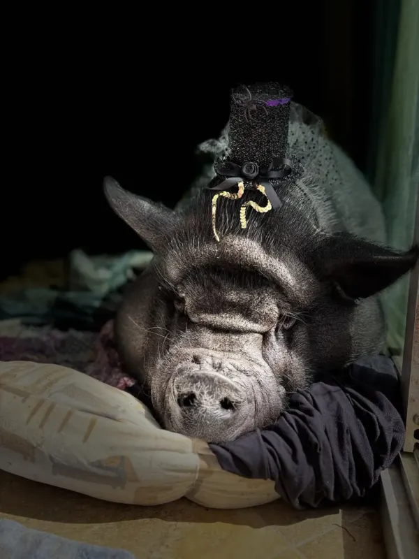 It’s Hamlet the house pig! He’s trying on Halloween outfits for the big day.
