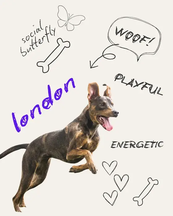 London the Dog