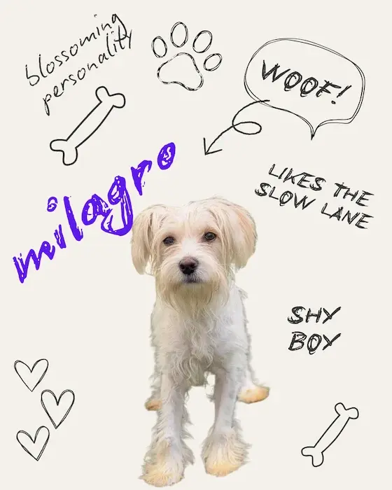 Milagro the Dog