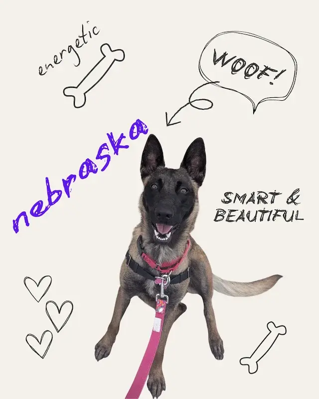 Nebraska the Dog
